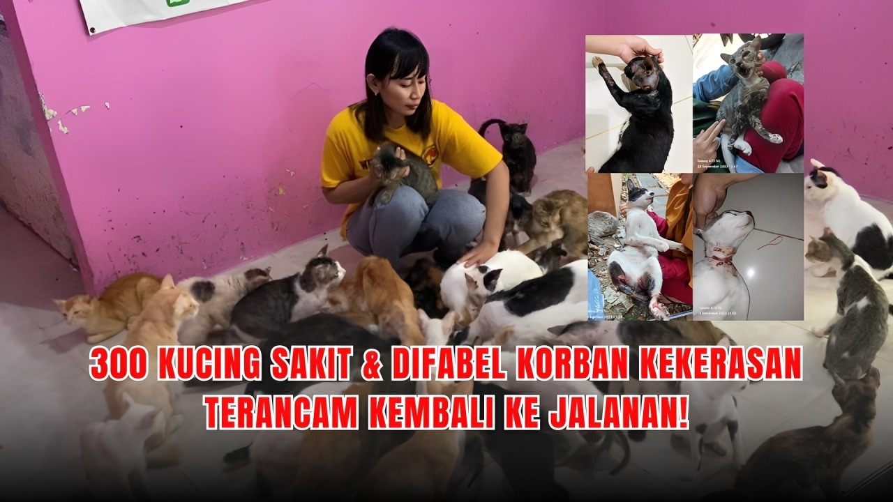 Bantu 300 Kucing Korban Kekerasan Bertahan di Shelter - 22785