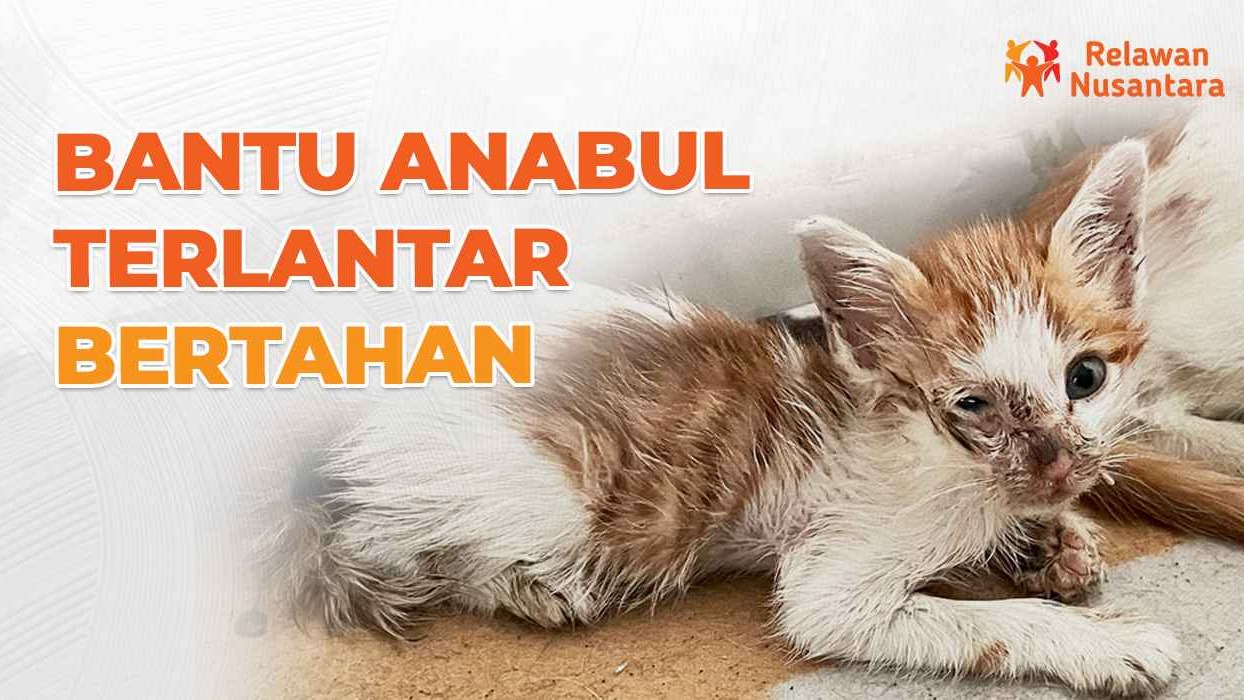 Bantu Anabul Terlantar Bertahan - 19570