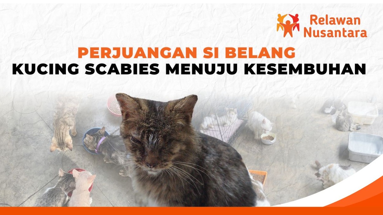 Bantu Si Belang dan Kucing Jalanan Lainnya - 18651