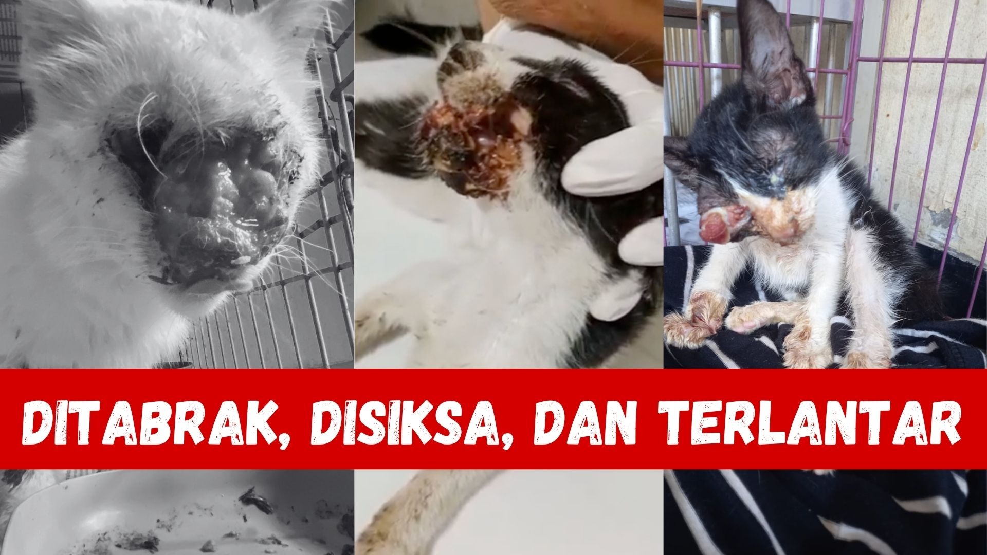 Mari Bantu Bu Siti Rawat 200 Kucing Terlantar - 21247