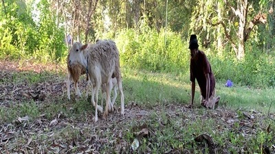 Juang Difabel Merangkak Jadi Tukang Gembala Kambing - 21660