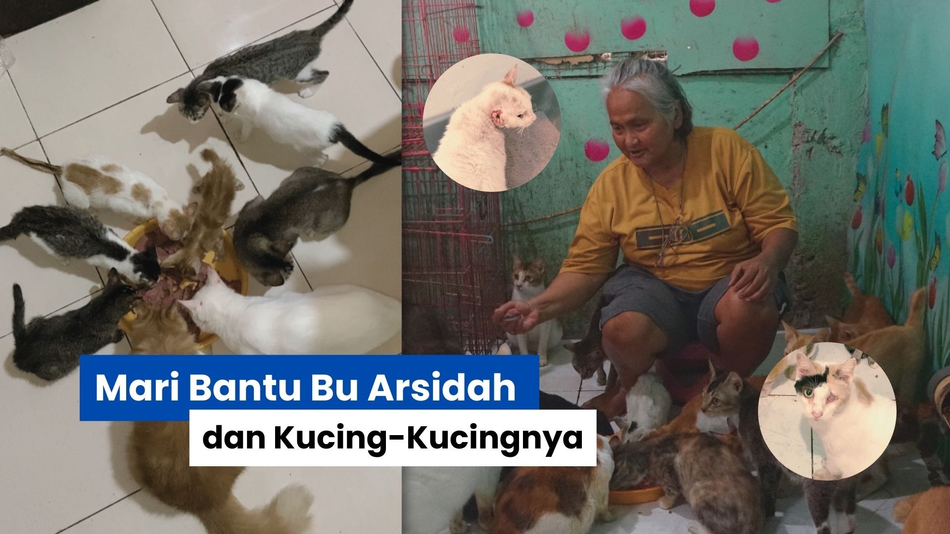 Mari Bantu Bu Arsidah dan Kucing-Kucingnya - 19810