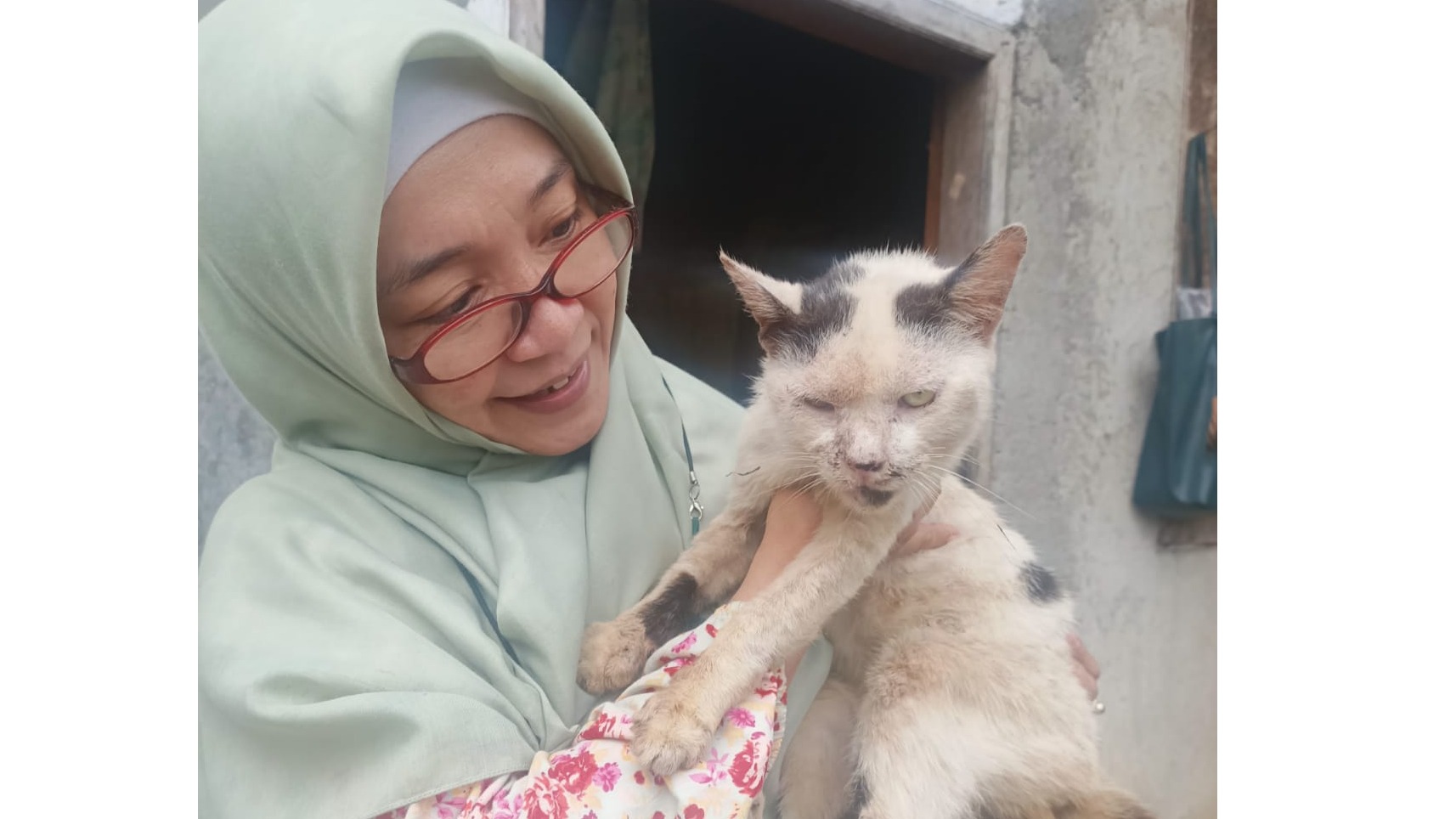 Bantu Rawat Kucing Liar Yang Sakit Dan Kelaparan - 14914