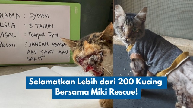 Selamatkan Lebih dari 200 Kucing Bersama Miki Rescue - 19060