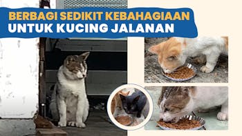 Berbagi Kebahagiaan Untuk Para Kucing Jalanan