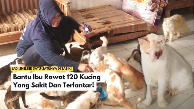 Bantu Ibu Rawat 120 Kucing Sakit dan Terlantar - 19995
