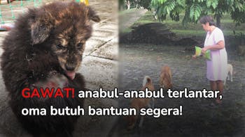 BANTU OMA MEMBUAT SHELTER UNTUK ANABUL TERLANTAR
