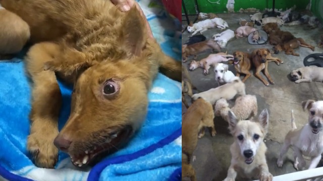 Ratusan Anjing Terlantar Butuh Tempat Tinggal - 18804