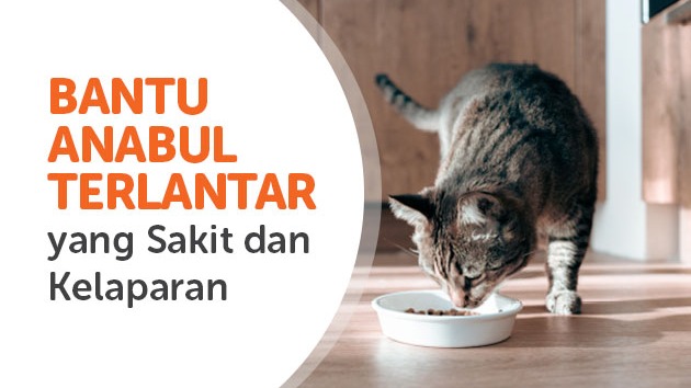 Menyayangi Anabul Menjadi Sebab Turunnya Ampunan Allah - 20054