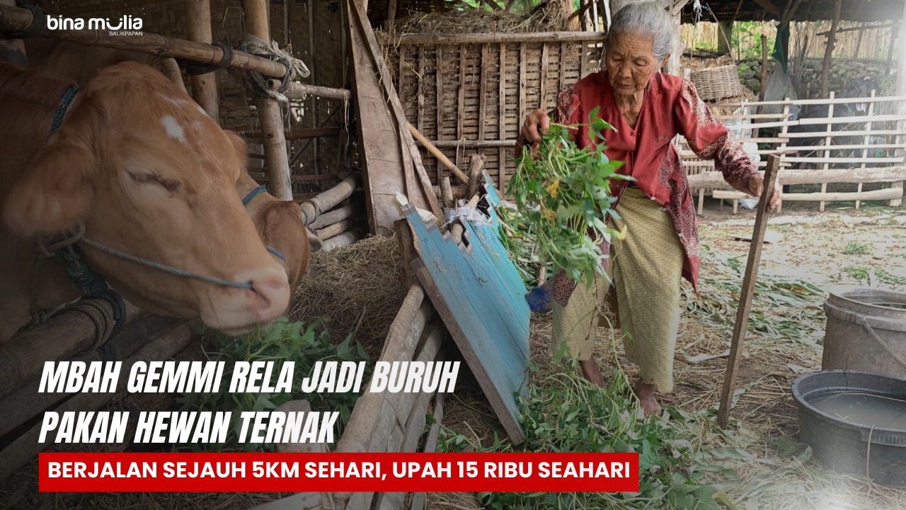 Juang Lansia Sebatangkara Rela Jadi Buruh Pakan Hewan