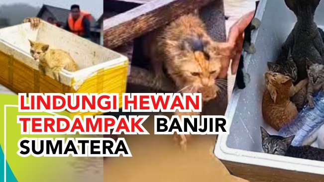 Lindungi Hewan Terdampak Banjir Sumatera