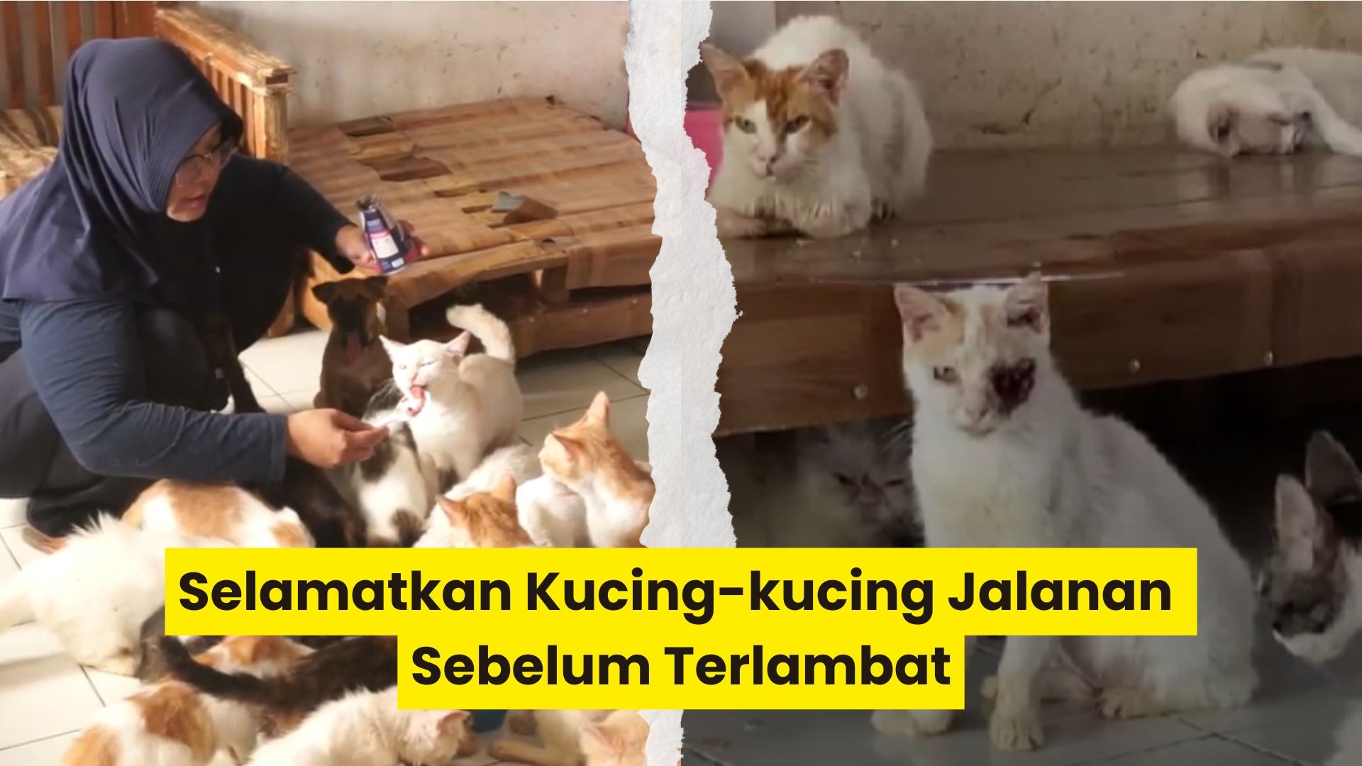 Bantu Kucing Sakit Bertahan Hidup - 21211