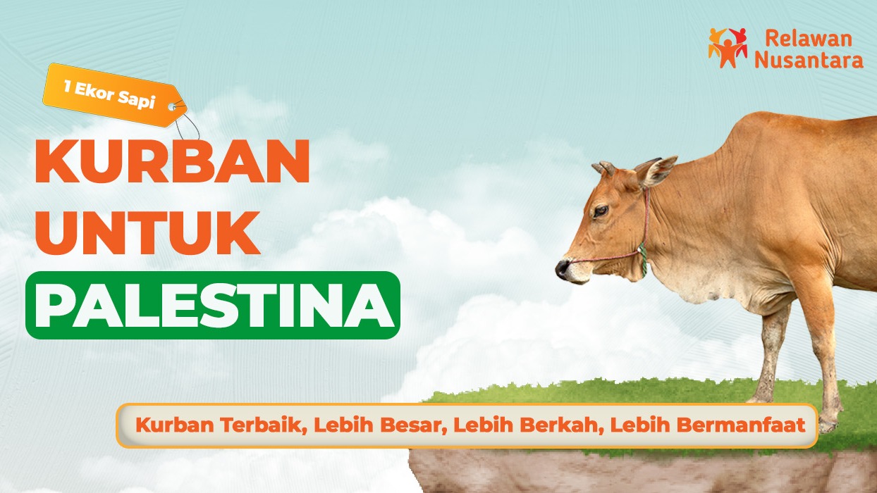 Kurban Sapi Palestina - 20501